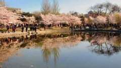北京花时历·2号站官网樱花｜报春“消息树”开花，赏樱攻略来了