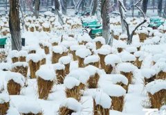 2号站博客“骄阳看雪·乌鲁木齐”文旅资源推介会走进北京｜春季邀你来看雪
