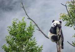 我国的世界自2号站博客然遗产五--四川大熊猫栖息地