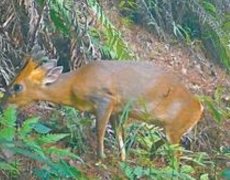野生动物智能监测系统2号站注册助世遗丹霞山生物多样性保育