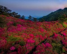 2号站官网龟峰杜鹃满山红