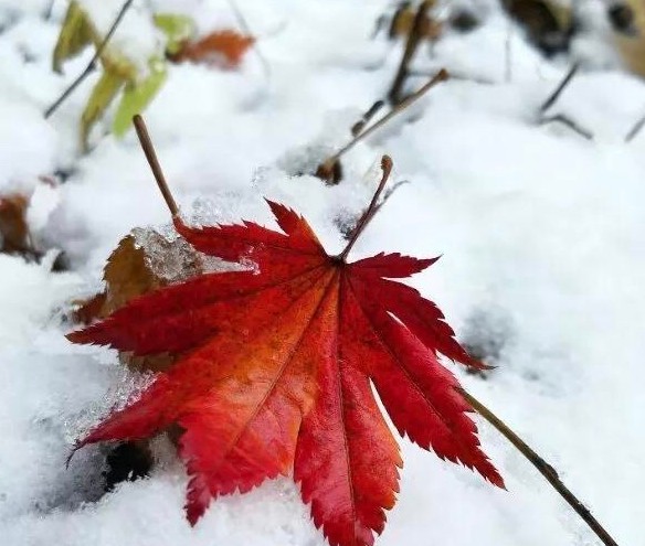 二号站博客,2号站部落格